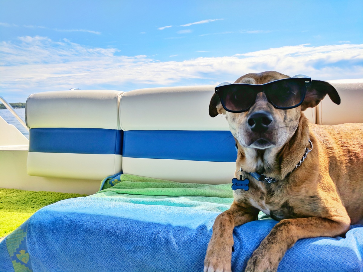 The Dog Days of Summer Are Here!