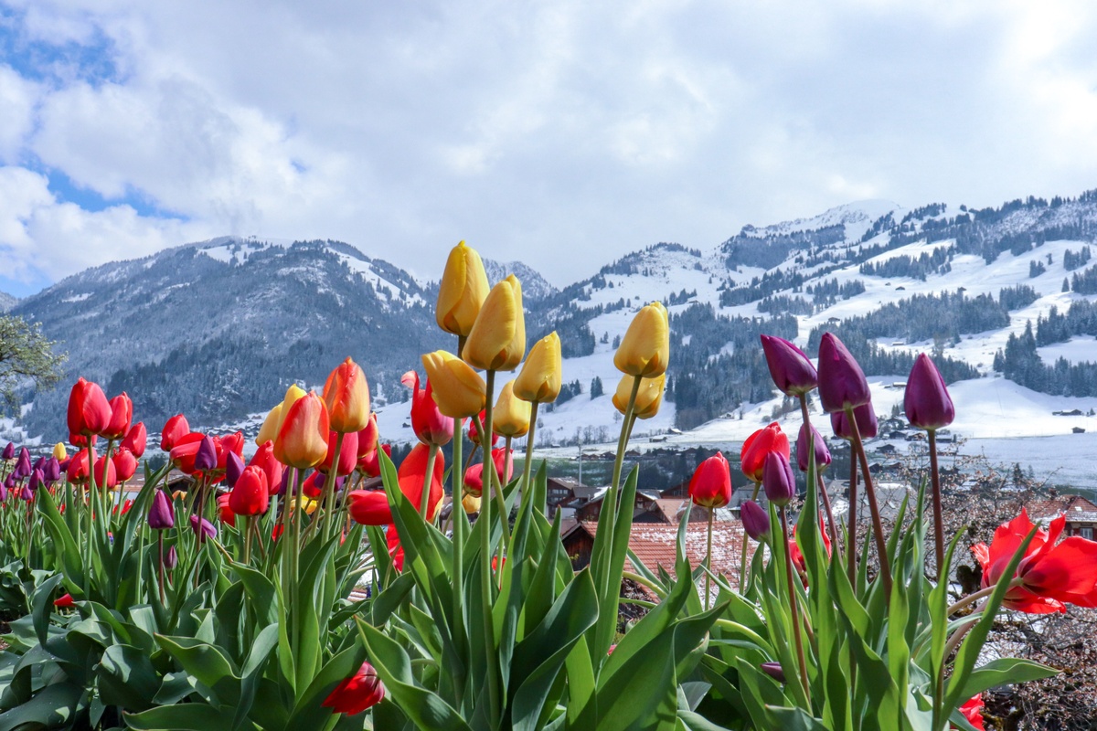 Weekly Market Insights: Mixed Message Provokes Volatility