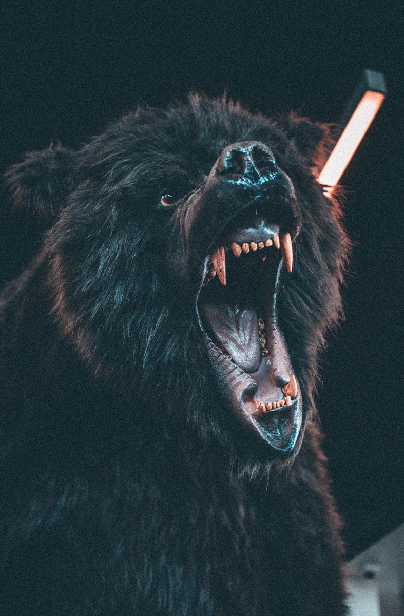 When bears are loud, consider this