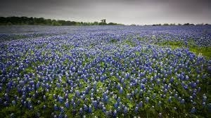 Texas Economic Outlook 2023