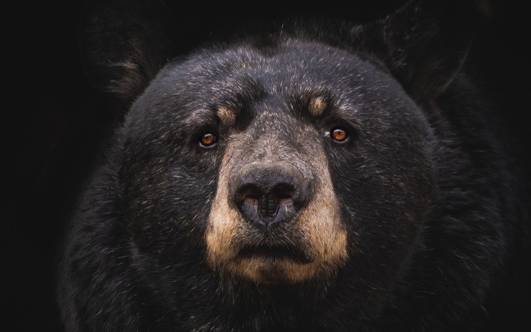 Is the Bear Market Over?