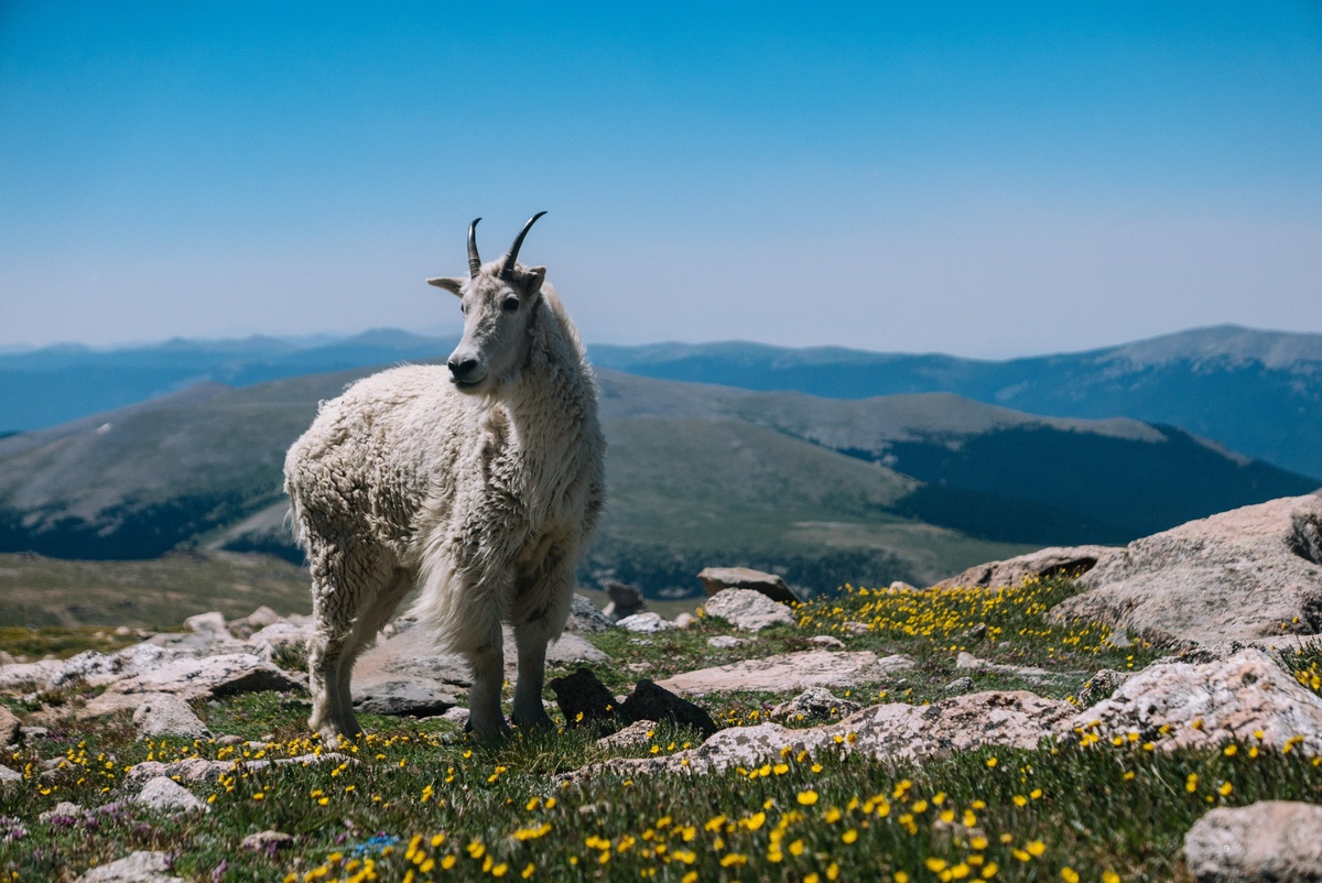 Weekly Market Insights: Recession Concerns Rising