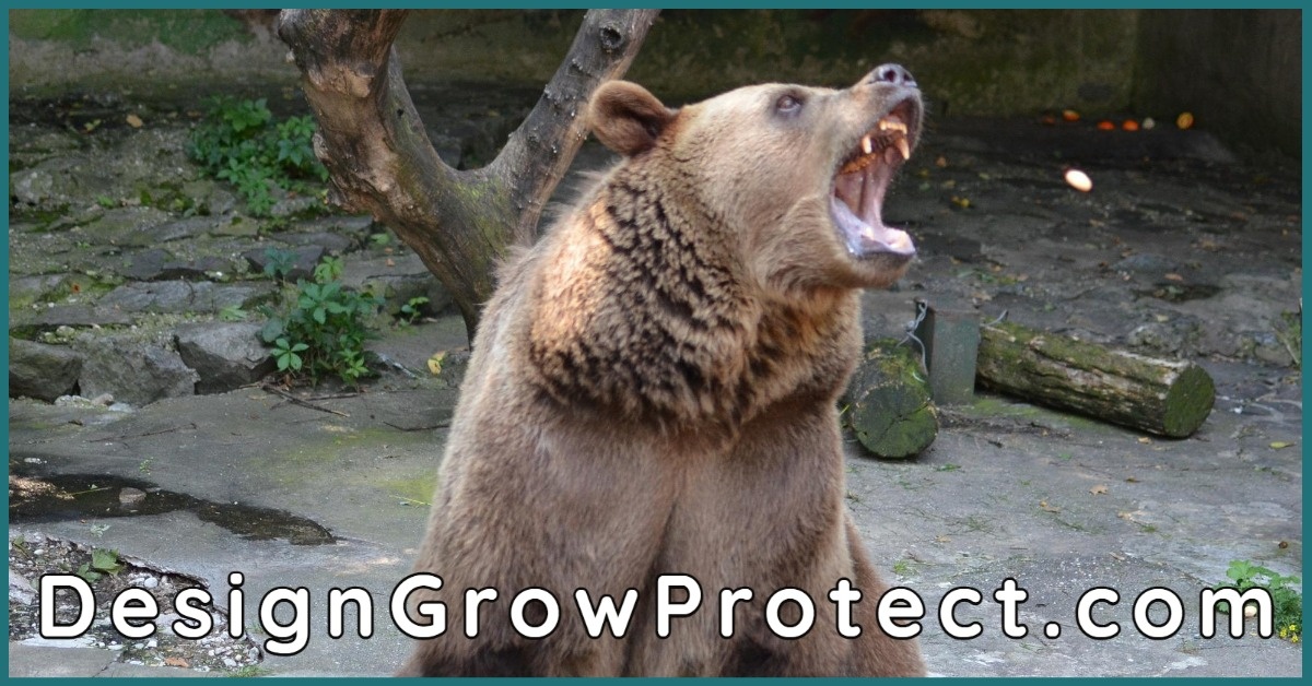 When bears are loud, consider this....