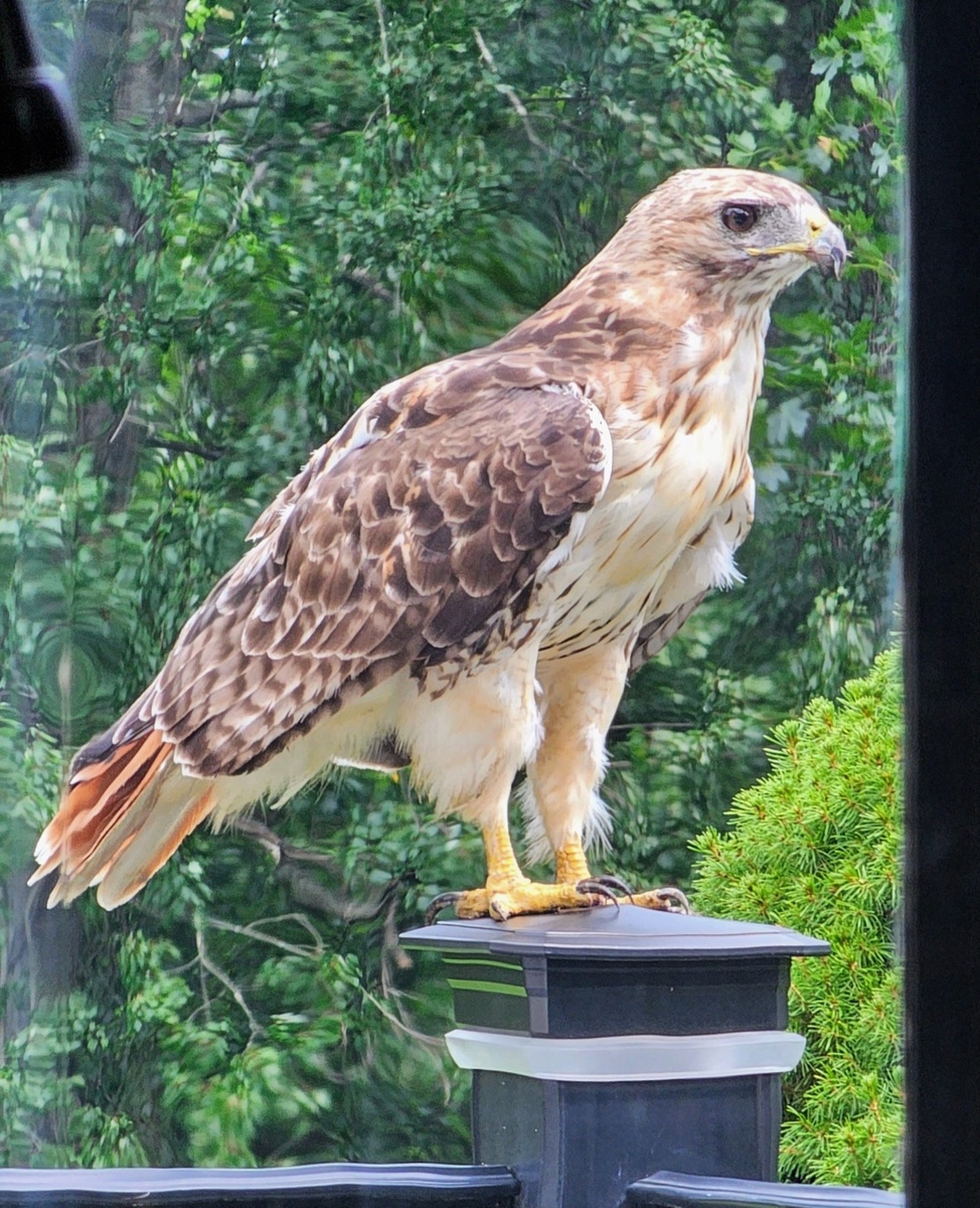 Red Tail Hawk too close for comfort!