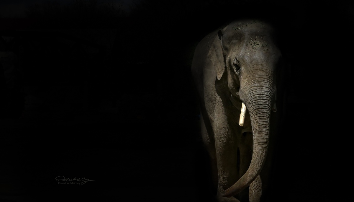 August and Elephants