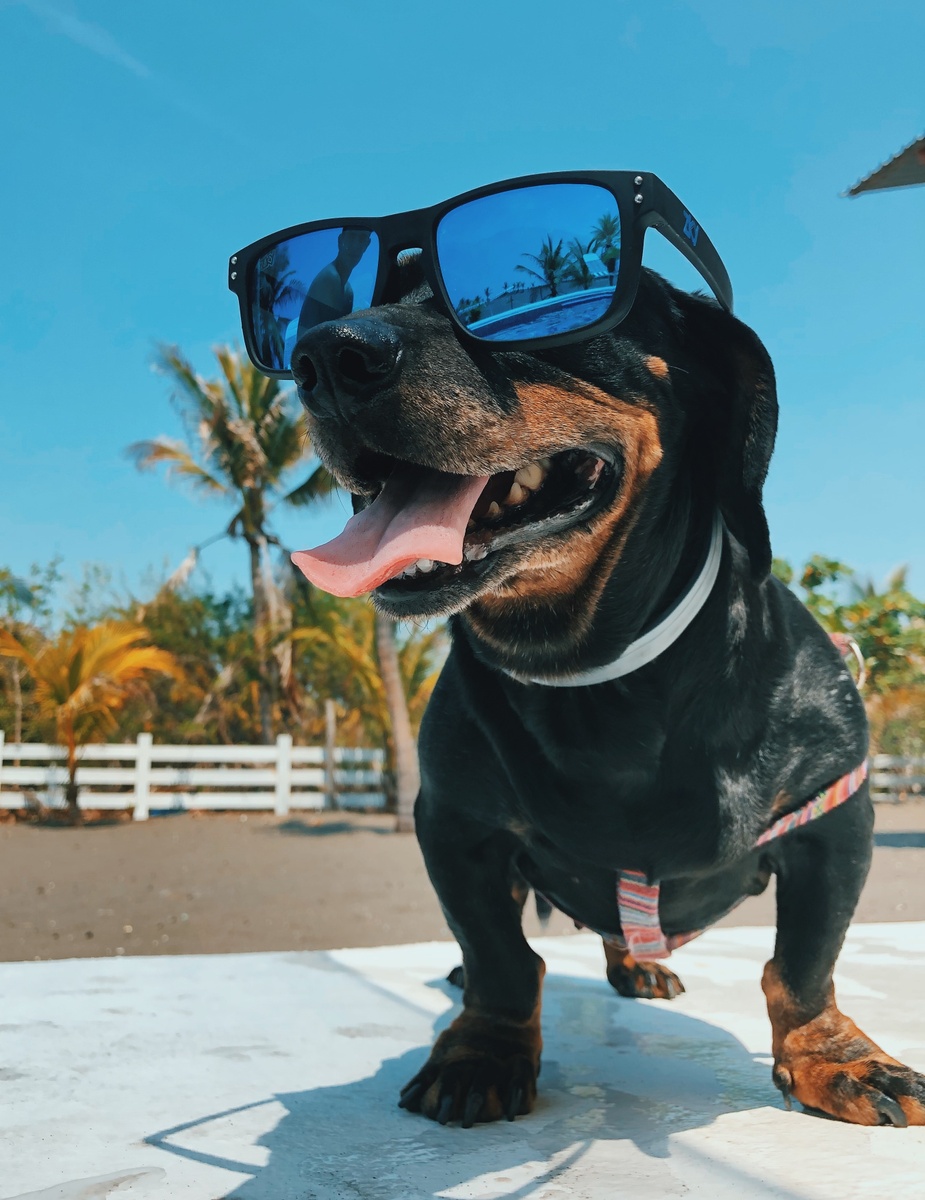 Weekly Market Insights: Bad News for Bears; Good News Buoys Markets
