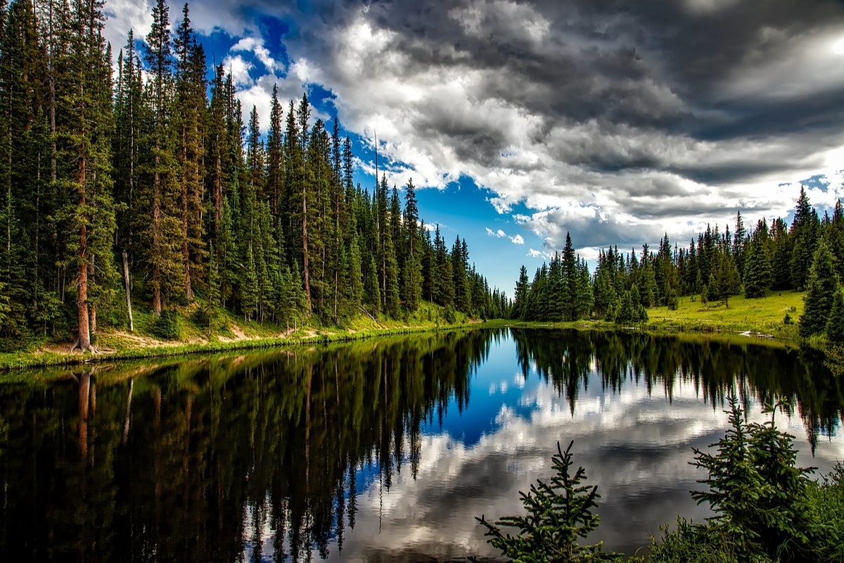 Wow. Take a Look at That Forest!