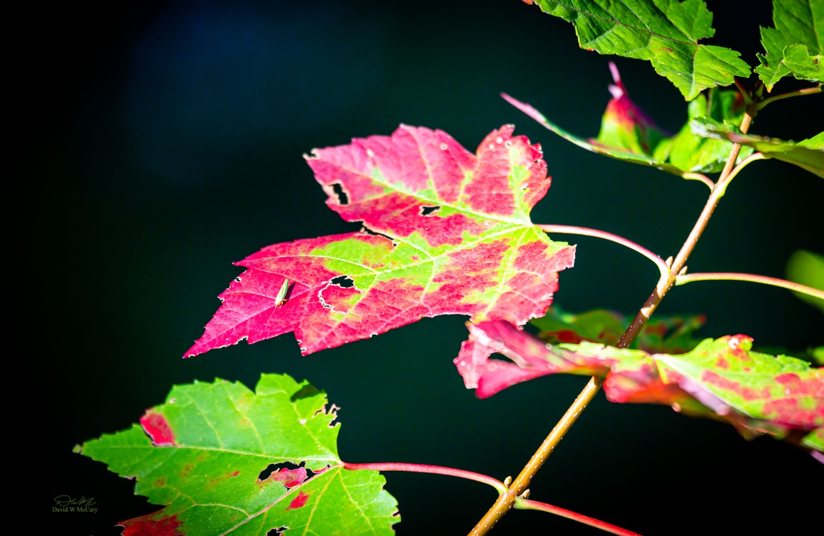 Foliage mid-change
