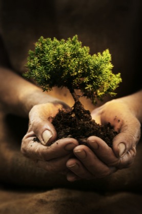 Hands holding a tree