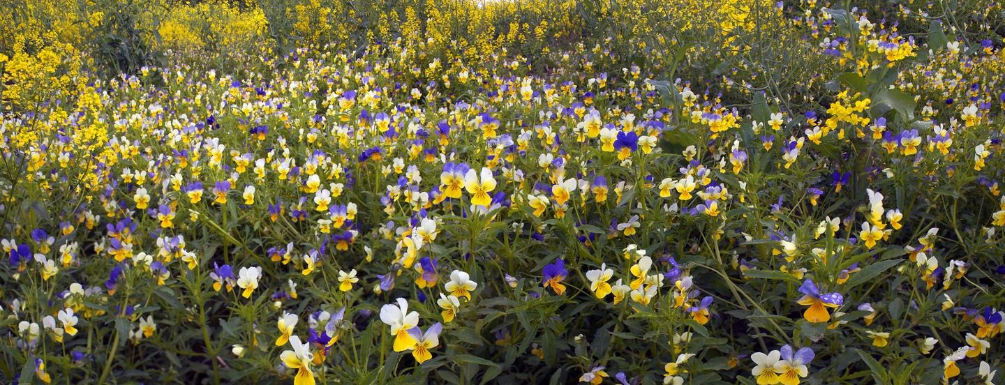 Violets and pansies in a field