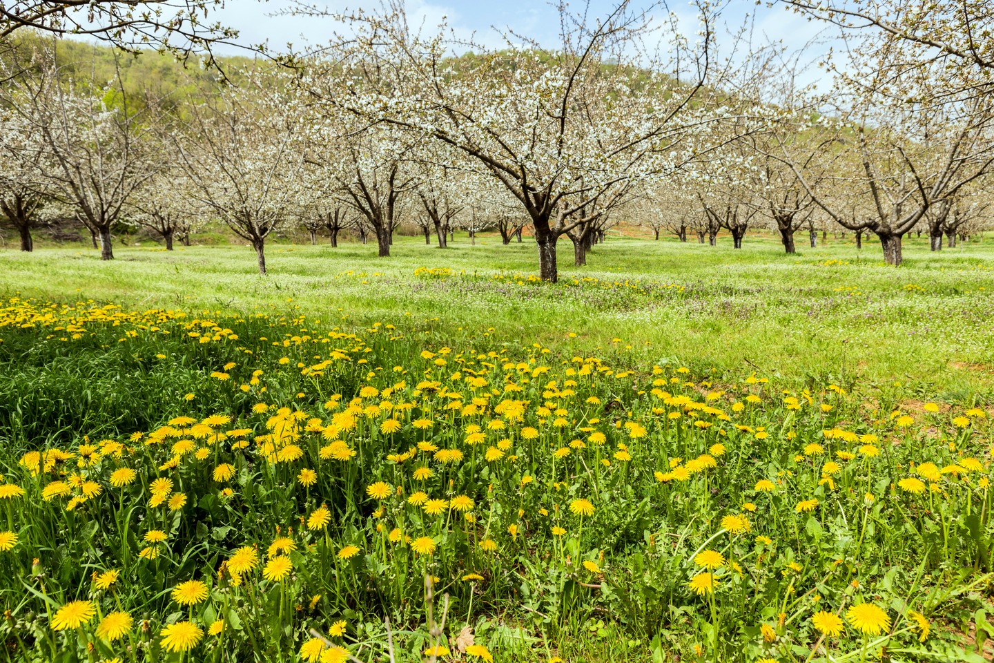 Springtime landscape of yellow flowers and blooming trees