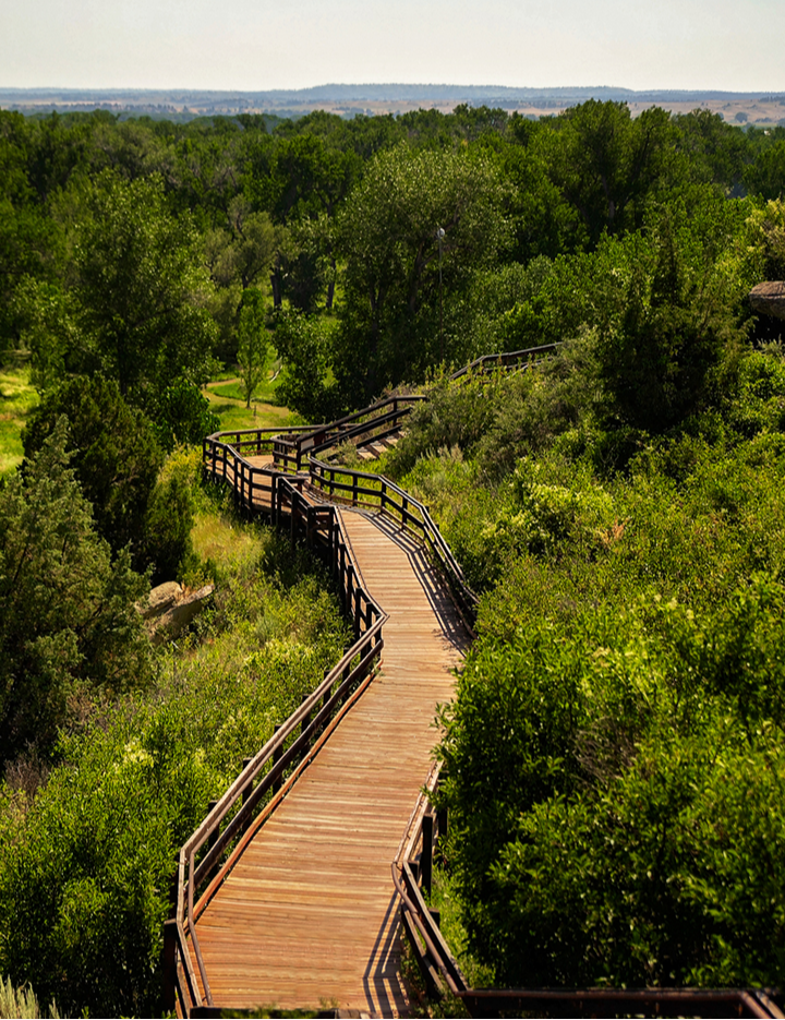 Pathway through Forest