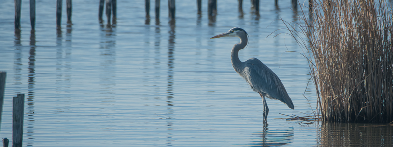 heron on the water