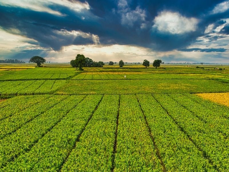 Real Estate Farm