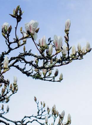 Magnolia Tree