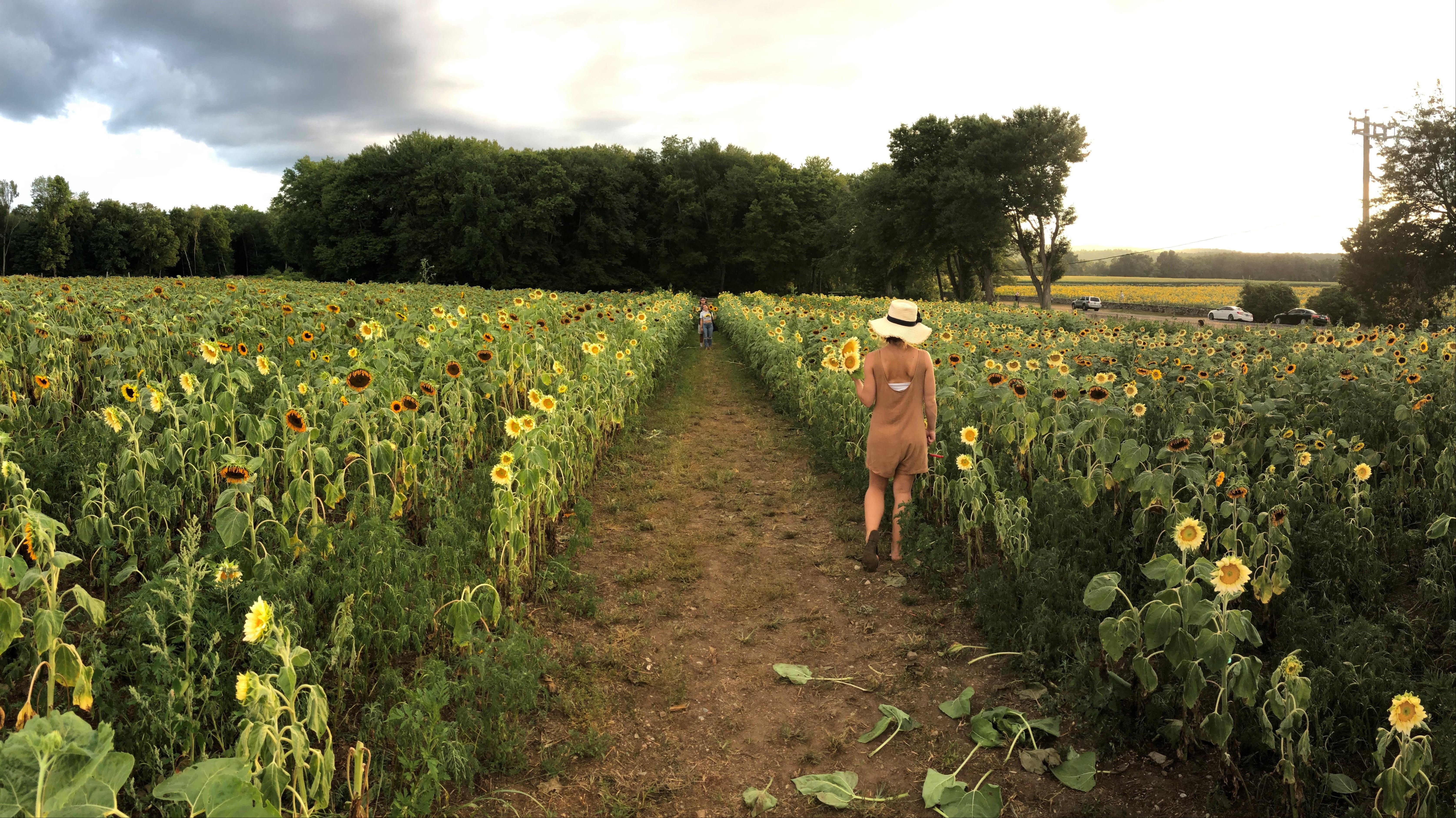 Sunflower Patch