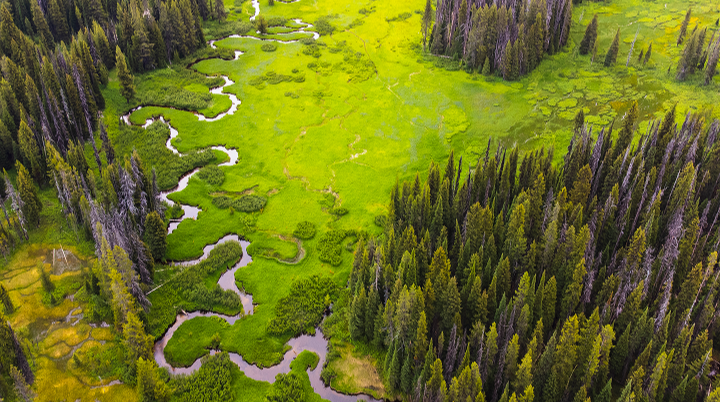 River running through trees
