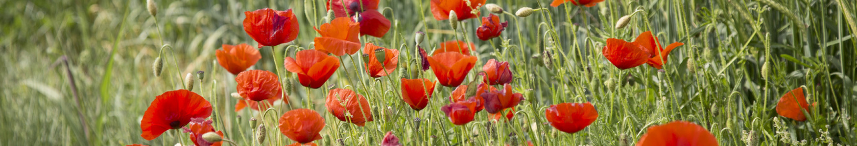 Orange flowers in a field