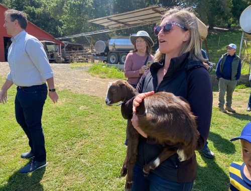 Great Goat Genetics