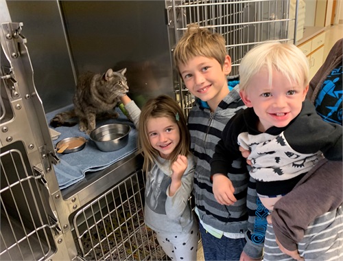 Started With 9 Lives, Down to 8