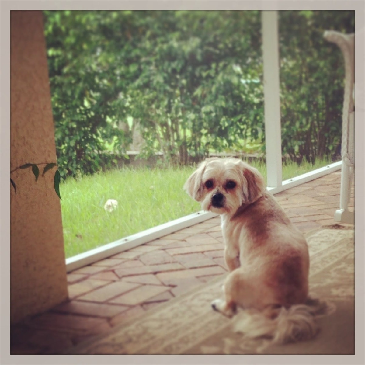 My Dog Is A Good Boy... I Don't Need Animal Liability!