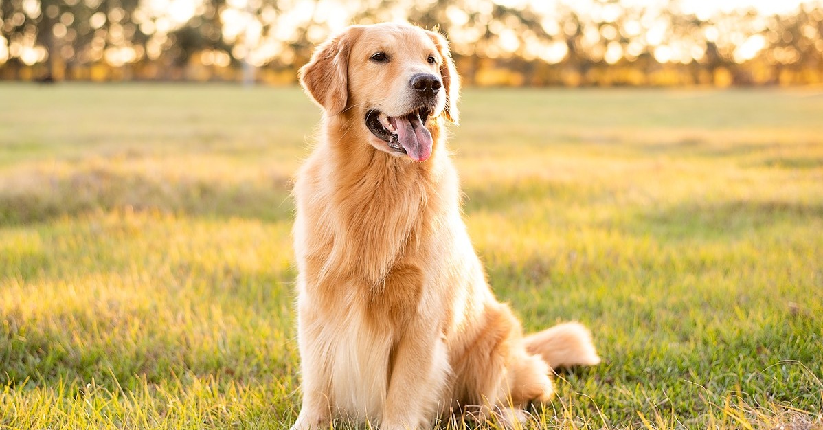 Pet Insurance In RI MA John Andrade Insurance pet-insurance-in-ri-ma-john-andrade-insurance
