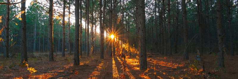 What Spring Turkeys Taught Me About Financial Planning