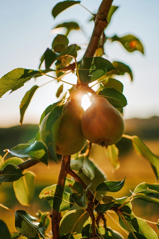 What is Tax Loss Harvesting?