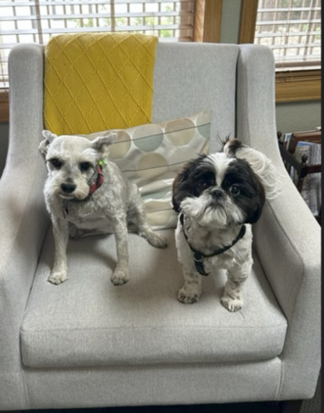 Pups in the office