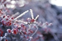 Participant Corner: Financial Frost Checkup