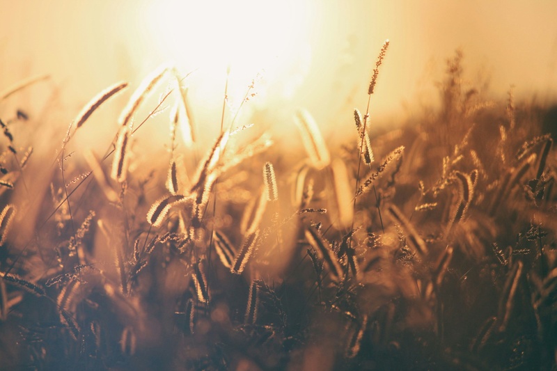 Harvest Lessons: What Farming Teaches Us About Finances