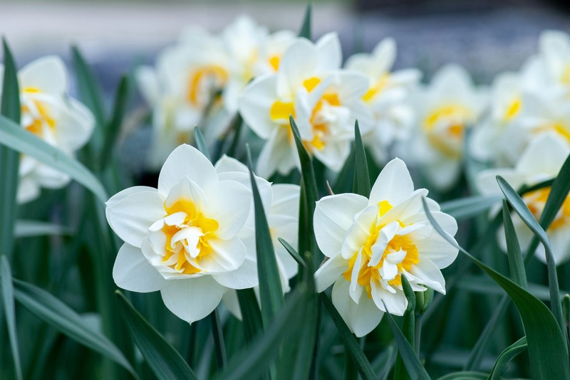 Spring Forward - The DKB Group 2nd Quarter 2026 Newsletter