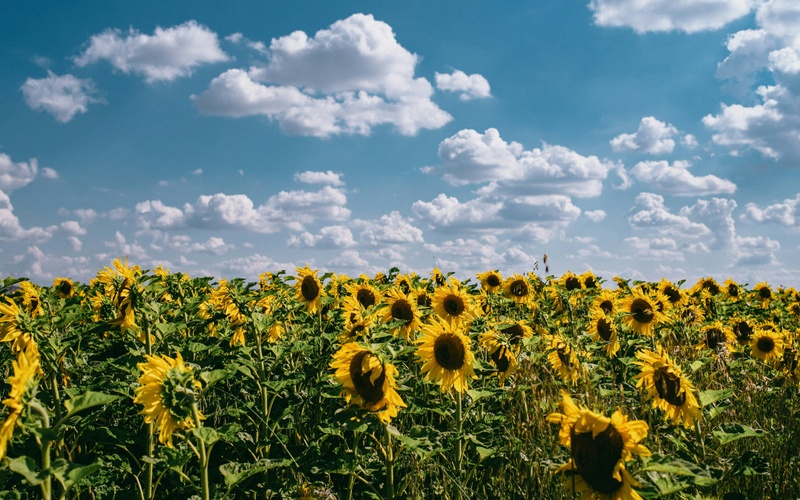 Summer Insurance Tips to Keep Your Home, Car, and Fun Covered