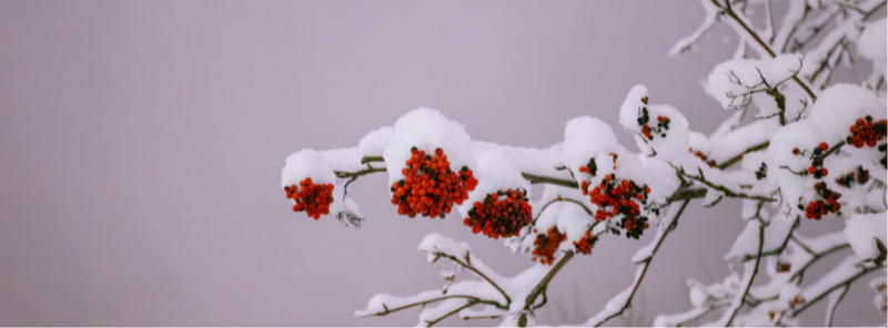 January Market Update: Snowstorms and Fresh Starts
