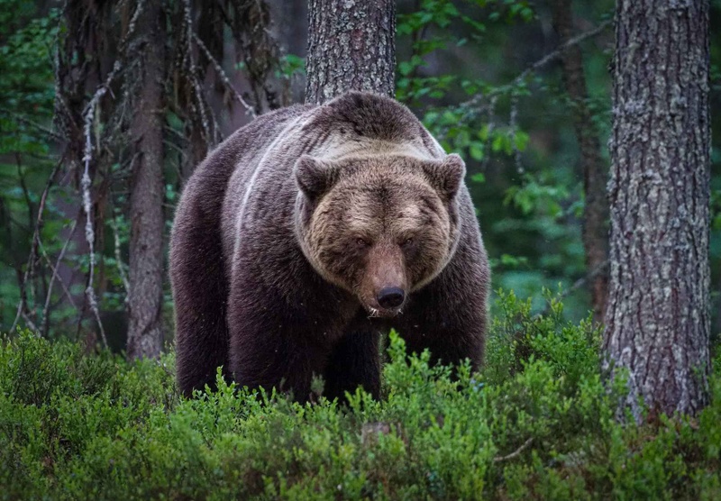 How To Survive A Bear Attack
