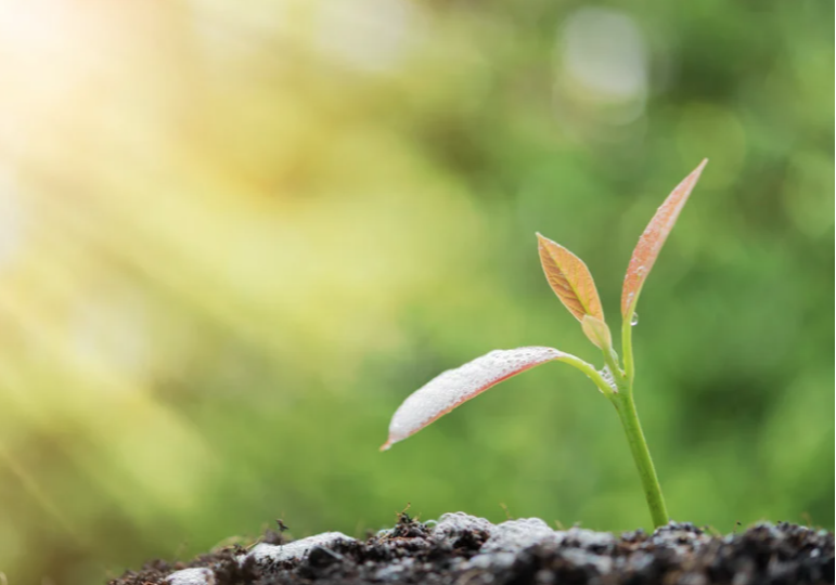 Looking Ahead: Setting Intentions for the New Year