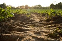 Crop Insurance: Essential Coverage for Farmers and Ranchers
