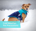 Cold Weather Pet Precautions