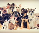 The Best Tips For Pet-Proofing Your Home