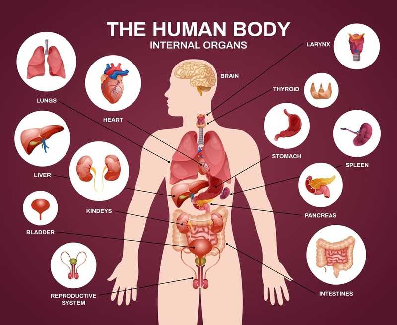 The Unique Capabilities of the Liver
