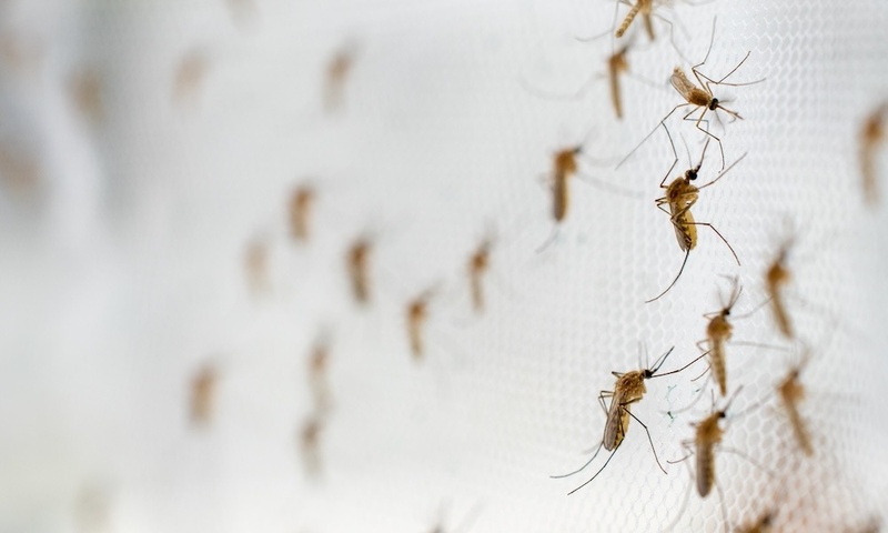 Mosquito Season in South Florida: What Every Homeowner Should Know