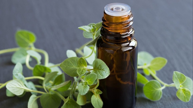 Rediscovering the Apothecary: Nature’s Pharmacy for Everyday Wellness