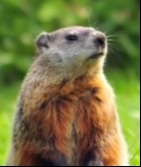Bonds, Curves, Policy and Groundhogs