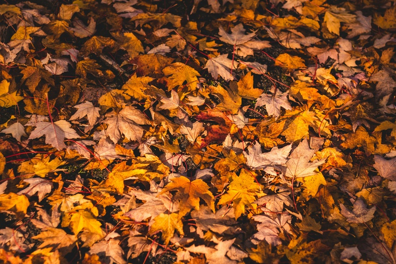 Fall Update