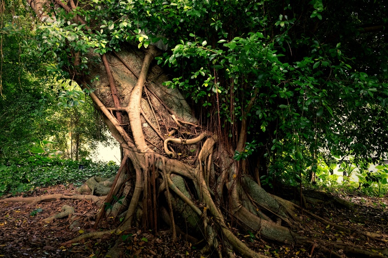 The Roots of Gratitude: Why Thankfulness Strengthens Your Financial Life