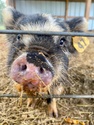 Our Annual Great Country Farms Pumpkin Event
