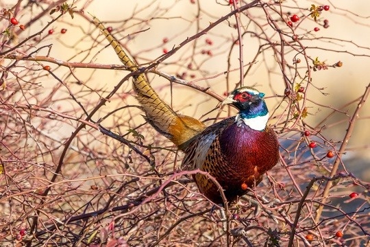 Weekly Market Insights - May 19, 2025