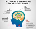 Waiting for the Tech Crash, Amygdala hijacks, & Groundhog Day