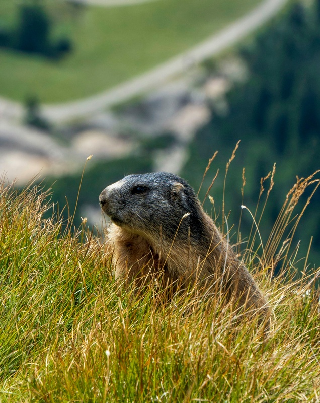 The Groundhog's Mistake