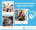 Tips To Help Your Local Animal Shelter